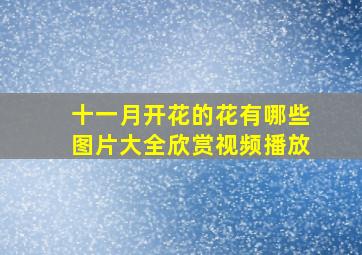 十一月开花的花有哪些图片大全欣赏视频播放