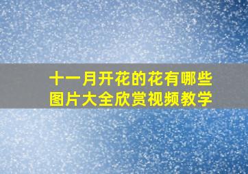 十一月开花的花有哪些图片大全欣赏视频教学