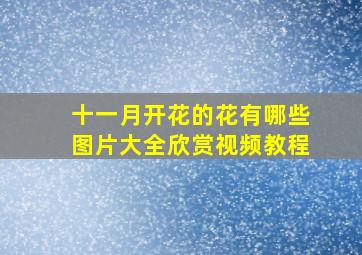 十一月开花的花有哪些图片大全欣赏视频教程