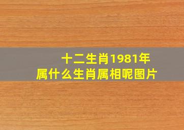 十二生肖1981年属什么生肖属相呢图片