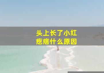 头上长了小红疙瘩什么原因