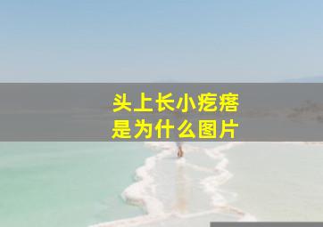 头上长小疙瘩是为什么图片