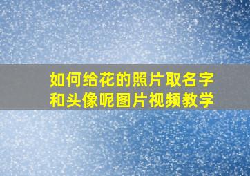 如何给花的照片取名字和头像呢图片视频教学