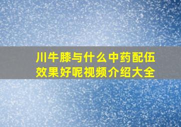 川牛膝与什么中药配伍效果好呢视频介绍大全