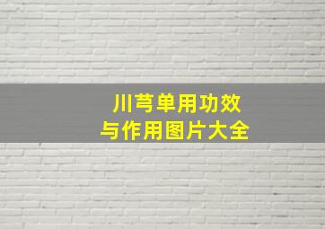 川芎单用功效与作用图片大全