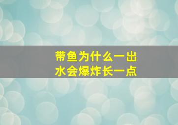 带鱼为什么一出水会爆炸长一点