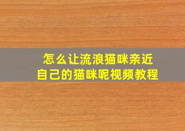 怎么让流浪猫咪亲近自己的猫咪呢视频教程