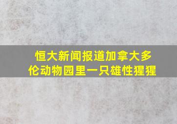 恒大新闻报道加拿大多伦动物园里一只雄性猩猩