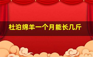 杜泊绵羊一个月能长几斤