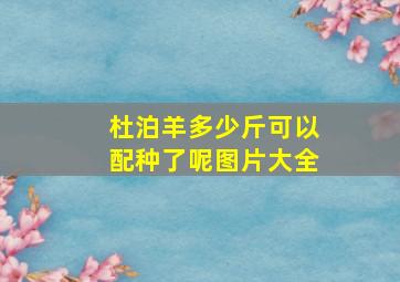 杜泊羊多少斤可以配种了呢图片大全