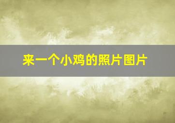 来一个小鸡的照片图片