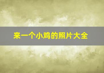 来一个小鸡的照片大全