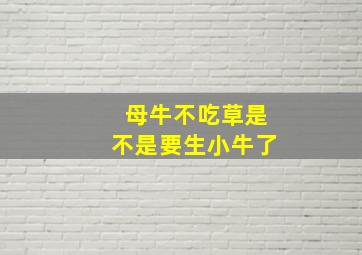 母牛不吃草是不是要生小牛了