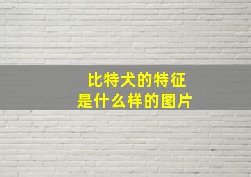 比特犬的特征是什么样的图片