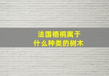 法国梧桐属于什么种类的树木