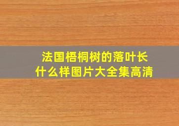 法国梧桐树的落叶长什么样图片大全集高清