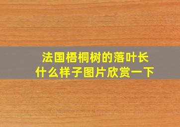 法国梧桐树的落叶长什么样子图片欣赏一下