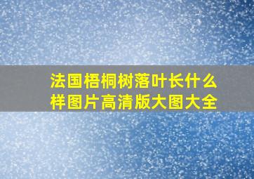 法国梧桐树落叶长什么样图片高清版大图大全