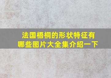 法国梧桐的形状特征有哪些图片大全集介绍一下