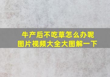 牛产后不吃草怎么办呢图片视频大全大图解一下