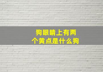 狗眼睛上有两个黄点是什么狗