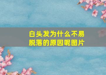 白头发为什么不易脱落的原因呢图片