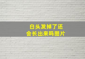 白头发掉了还会长出来吗图片