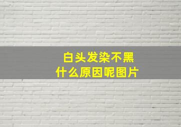 白头发染不黑什么原因呢图片