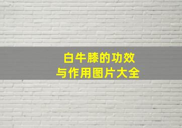 白牛膝的功效与作用图片大全