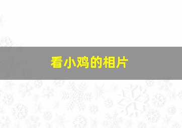 看小鸡的相片