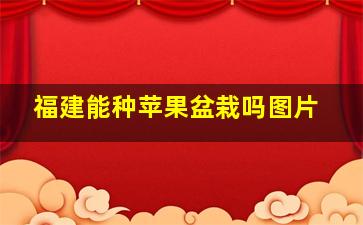 福建能种苹果盆栽吗图片