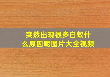 突然出现很多白蚁什么原因呢图片大全视频