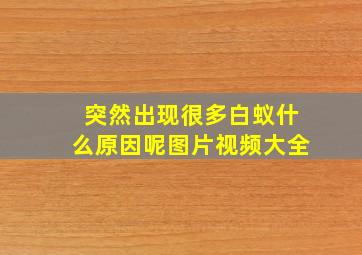 突然出现很多白蚁什么原因呢图片视频大全