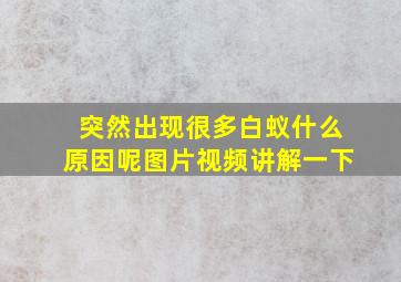 突然出现很多白蚁什么原因呢图片视频讲解一下