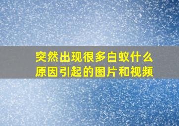 突然出现很多白蚁什么原因引起的图片和视频