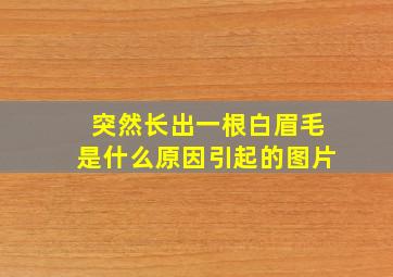 突然长出一根白眉毛是什么原因引起的图片