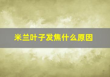 米兰叶子发焦什么原因