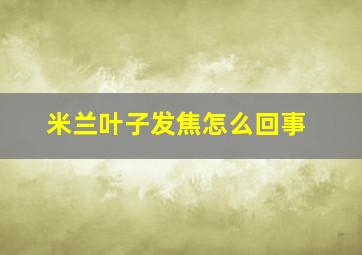 米兰叶子发焦怎么回事