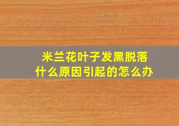 米兰花叶子发黑脱落什么原因引起的怎么办