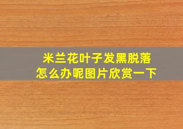 米兰花叶子发黑脱落怎么办呢图片欣赏一下