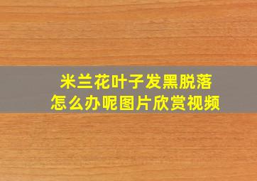 米兰花叶子发黑脱落怎么办呢图片欣赏视频