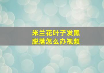 米兰花叶子发黑脱落怎么办视频