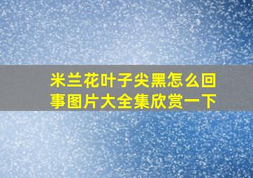 米兰花叶子尖黑怎么回事图片大全集欣赏一下