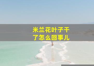 米兰花叶子干了怎么回事儿