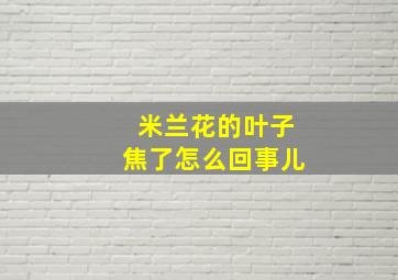 米兰花的叶子焦了怎么回事儿