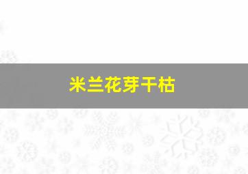 米兰花芽干枯