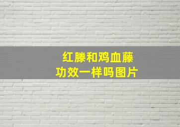 红滕和鸡血藤功效一样吗图片