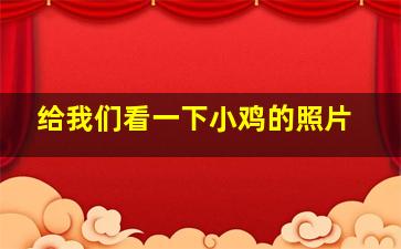 给我们看一下小鸡的照片