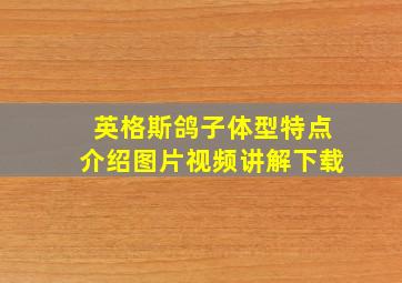 英格斯鸽子体型特点介绍图片视频讲解下载