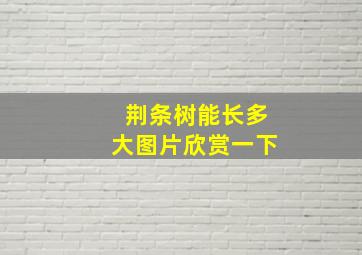 荆条树能长多大图片欣赏一下